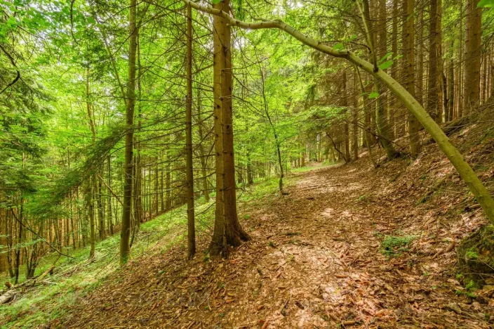 Prodej louky, Víchová nad Jizerou, 1867 m2