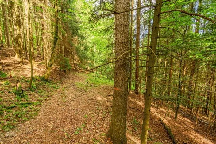 Prodej louky, Víchová nad Jizerou, 1867 m2