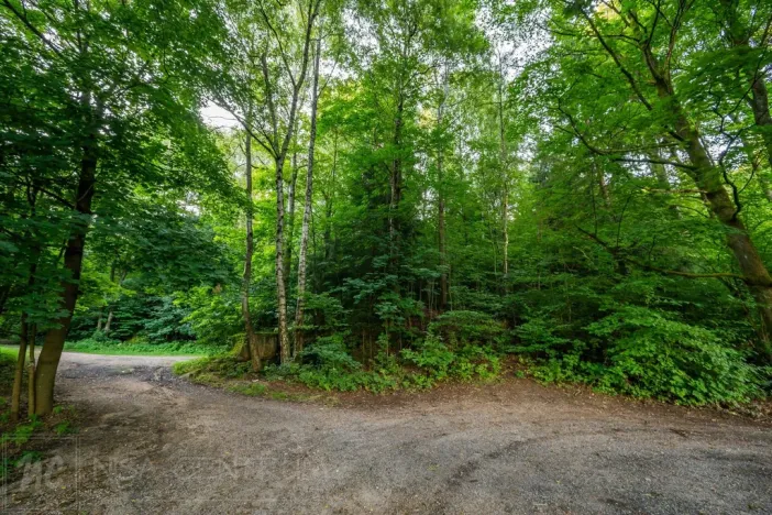 Prodej lesa, Nová Ves nad Nisou, 5031 m2