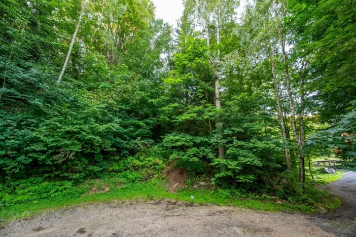 Prodej lesa, Nová Ves nad Nisou, 5031 m2