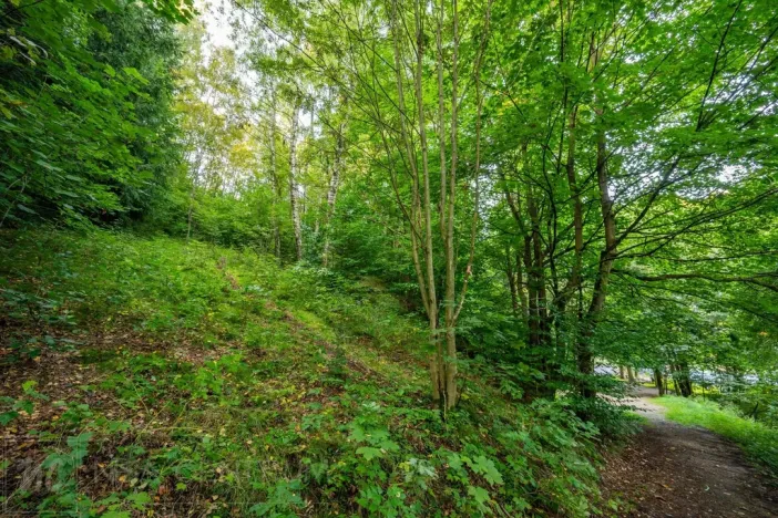 Prodej lesa, Nová Ves nad Nisou, 5031 m2