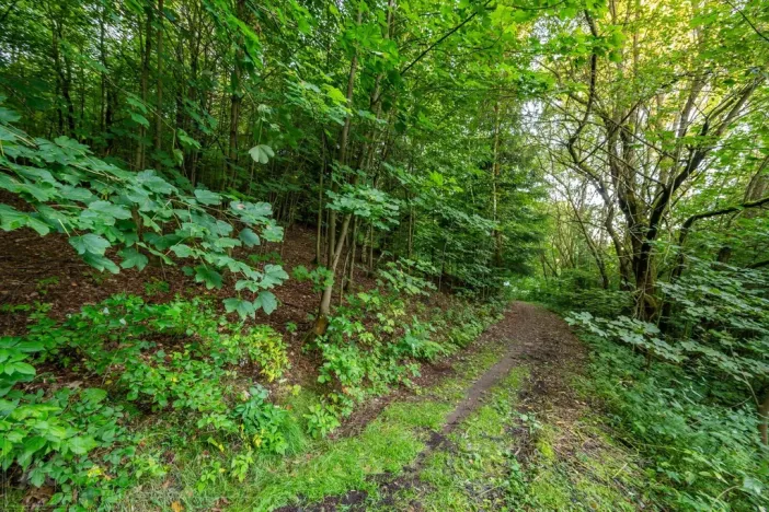 Prodej lesa, Nová Ves nad Nisou, 5031 m2