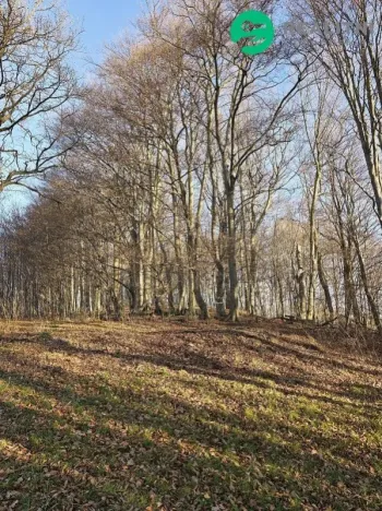 Prodej lesa, Vsetín, Semetín, 96946 m2