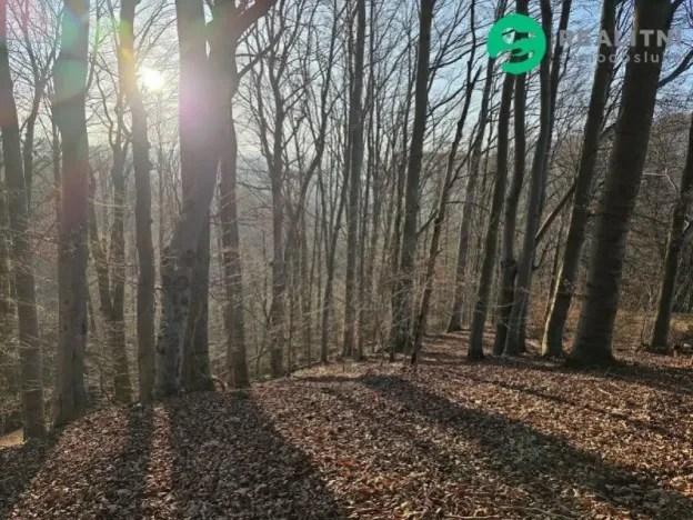 Prodej lesa, Vsetín, Semetín, 96946 m2