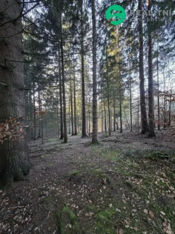 Prodej lesa, Vsetín, Semetín, 96946 m2