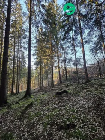 Prodej lesa, Vsetín, Semetín, 96946 m2