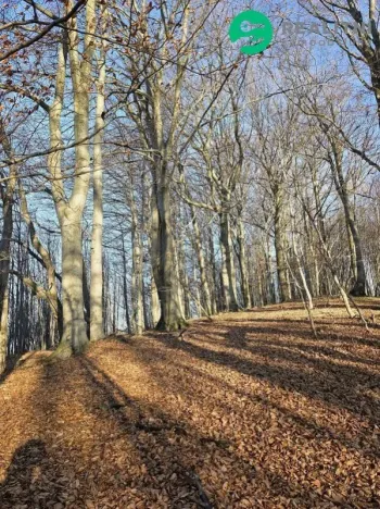 Prodej lesa, Vsetín, Semetín, 96946 m2