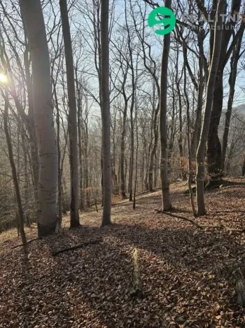 Prodej lesa, Vsetín, Semetín, 96946 m2