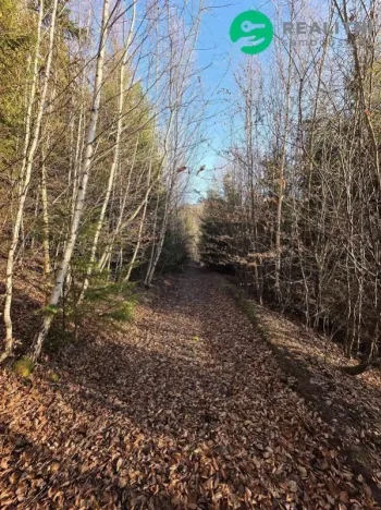 Prodej lesa, Vsetín, Semetín, 96946 m2