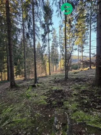 Prodej lesa, Vsetín, Semetín, 96946 m2