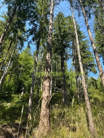 Prodej lesa, Nýdek, 16920 m2