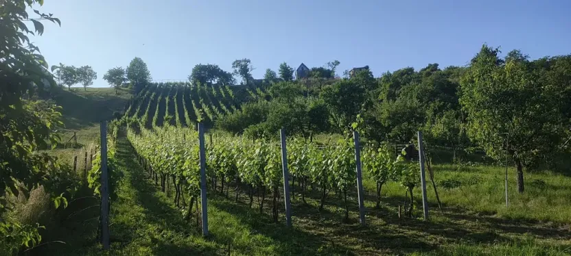 Prodej sadu/vinice, Blučina, 2677 m2