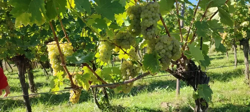 Prodej sadu/vinice, Blučina, 2677 m2