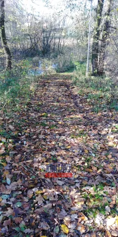 Prodej lesa, Havlíčkův Brod - Suchá, 3895 m2