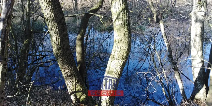 Prodej lesa, Havlíčkův Brod - Suchá, 3895 m2