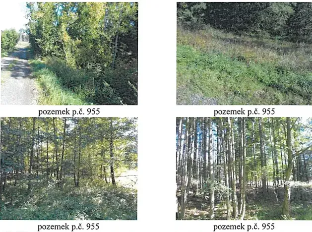 Prodej lesa, Česká Bělá, 7690 m2