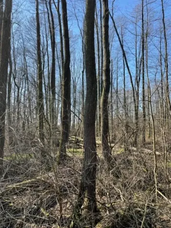 Prodej lesa, Jaroměř, 19276 m2