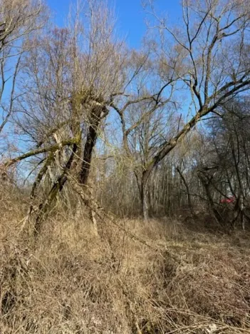 Prodej lesa, Jaroměř, 19276 m2