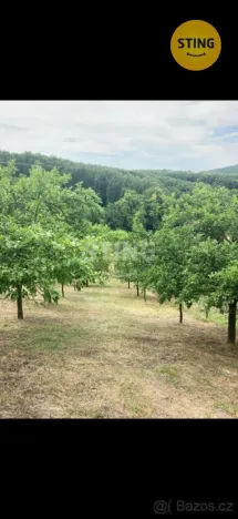 Prodej sadu/vinice, Věteřov, 1592 m2