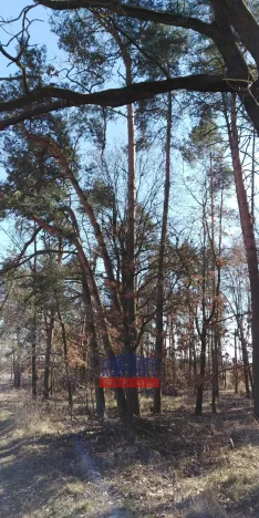 Prodej lesa, Bítouchov, 100105 m2