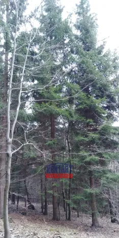 Prodej lesa, Lužná, 13657 m2