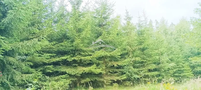 Prodej lesa, Žirovnice, 8890 m2