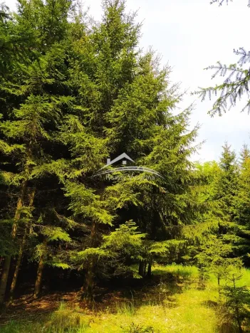 Prodej lesa, Žirovnice, 8890 m2