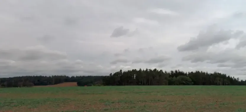 Dražba lesa, Blížejov, 7793 m2