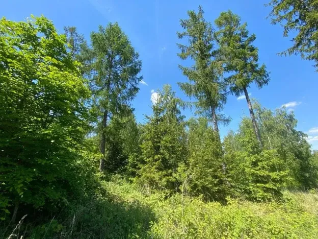 Dražba lesa, Kropáčova Vrutice, 15167 m2