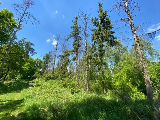 Dražba lesa, Kropáčova Vrutice, 15167 m2