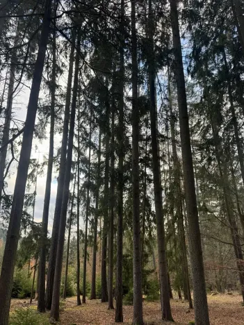 Prodej lesa, Petrovice II, 11117 m2