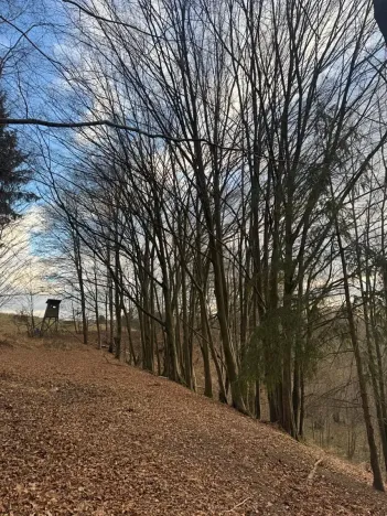 Prodej lesa, Petrovice II, 11117 m2