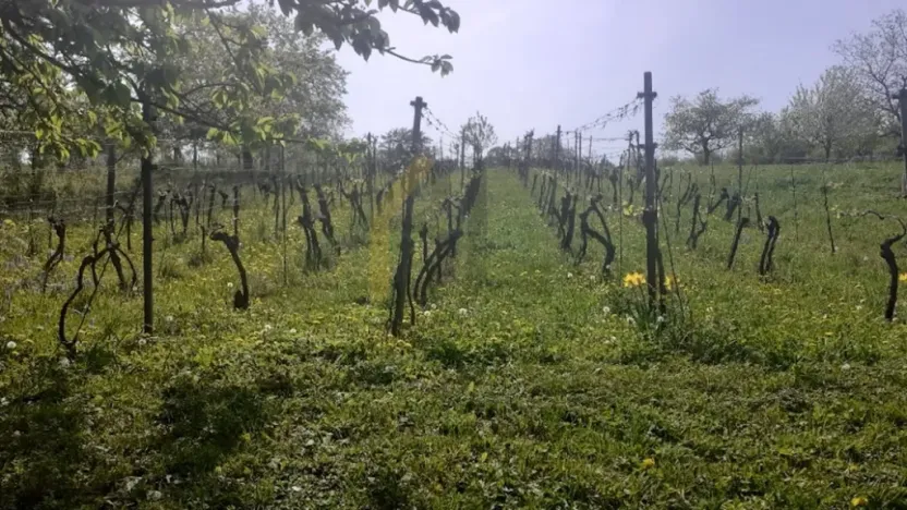 Prodej sadu/vinice, Strážnice, Veselská, 2284 m2