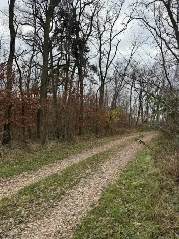 Prodej podílu lesa, Lesonice, 6189 m2