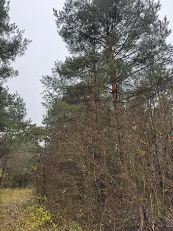 Prodej lesa, Budyně nad Ohří, 3677 m2