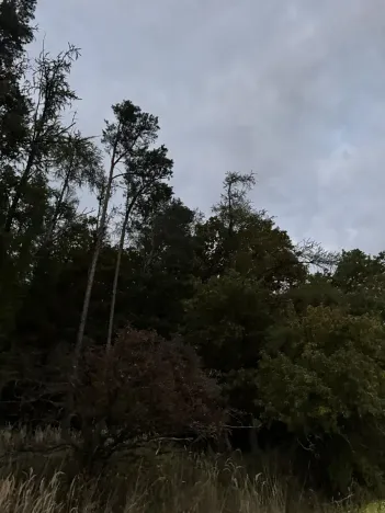 Prodej lesa, Nezdice, 4671 m2