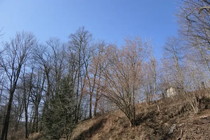 Prodej lesa, Raspenava, 656 m2