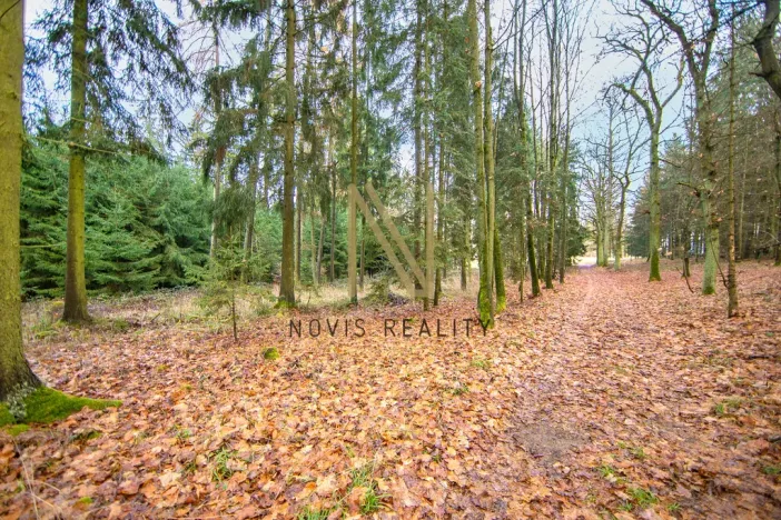 Prodej lesa, Chudenice, 7475 m2