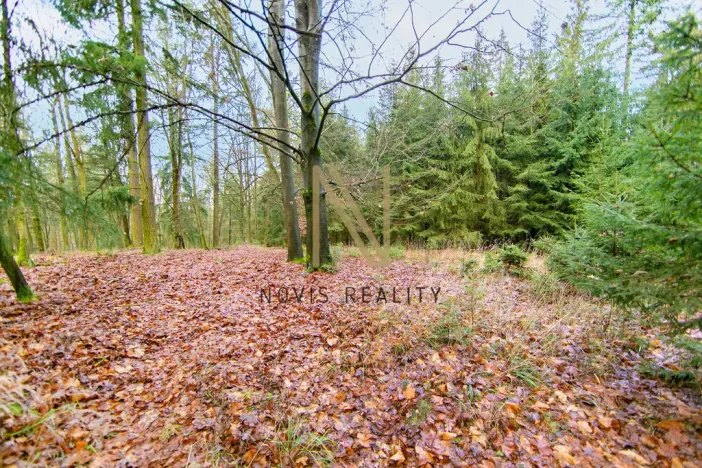 Prodej lesa, Chudenice, 7475 m2