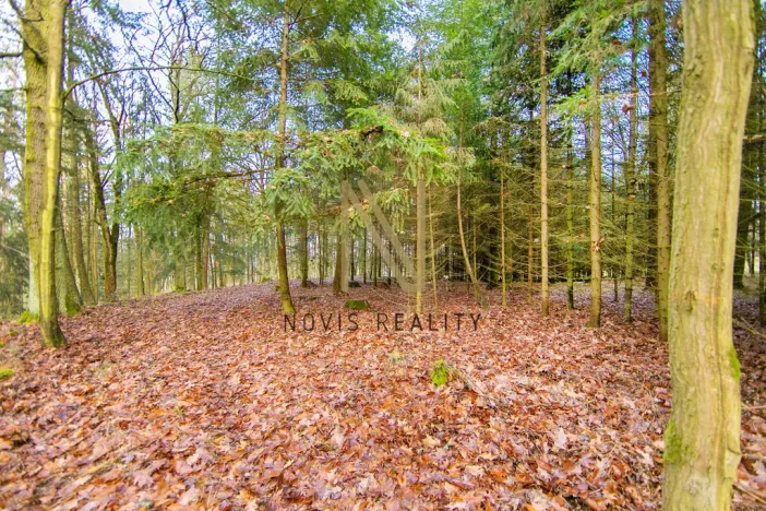 Prodej lesa, Chudenice, 7475 m2