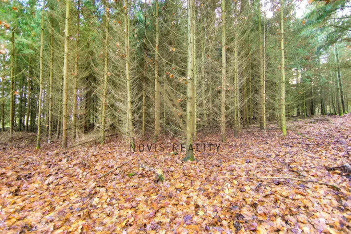 Prodej lesa, Chudenice, 7475 m2