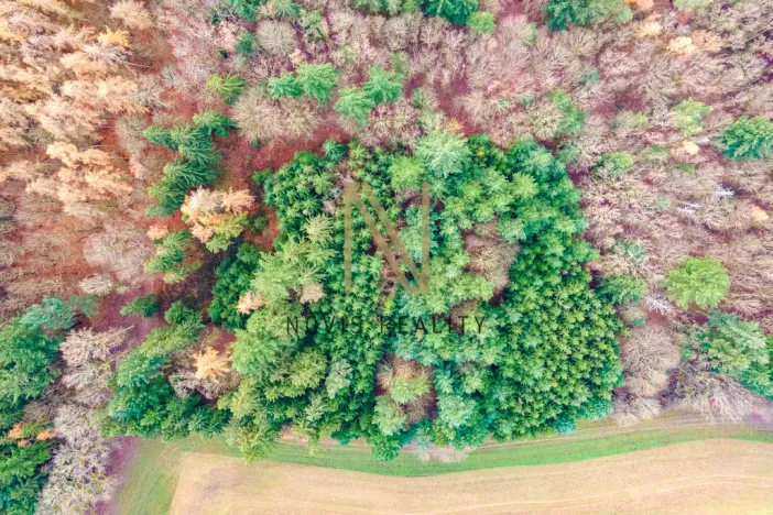 Prodej lesa, Chudenice, 7475 m2