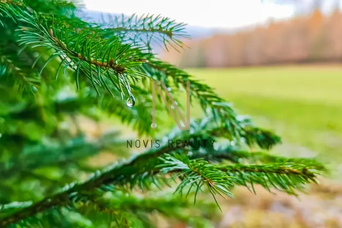 Prodej lesa, Chudenice, 7475 m2