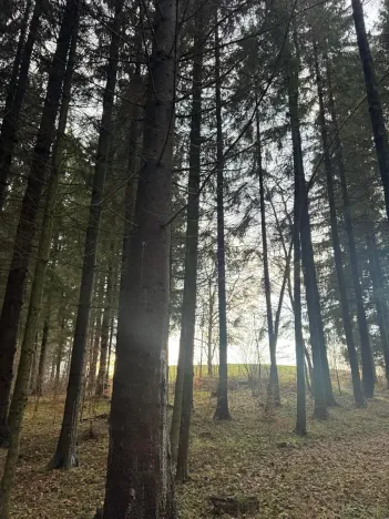 Prodej podílu lesa, Francova Lhota, 1929 m2