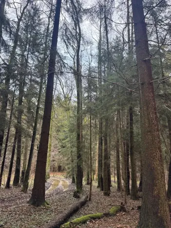 Prodej podílu lesa, Francova Lhota, 1929 m2