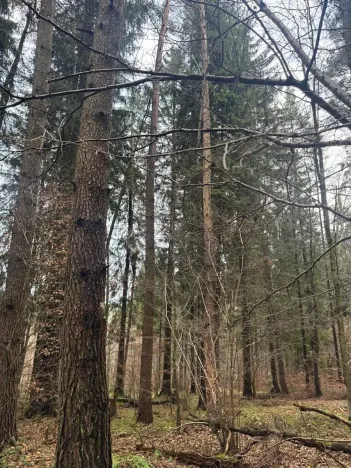 Prodej podílu lesa, Francova Lhota, 1929 m2