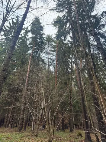 Prodej podílu lesa, Francova Lhota, 1929 m2