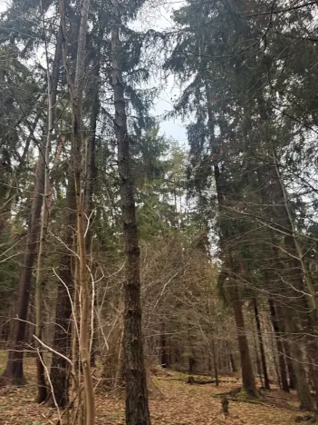 Prodej podílu lesa, Francova Lhota, 1929 m2