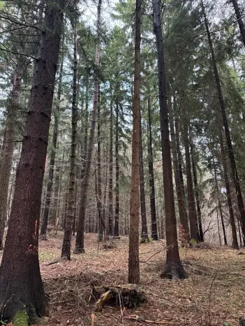 Prodej podílu lesa, Francova Lhota, 1929 m2