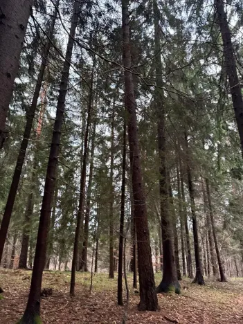 Prodej podílu lesa, Francova Lhota, 1929 m2